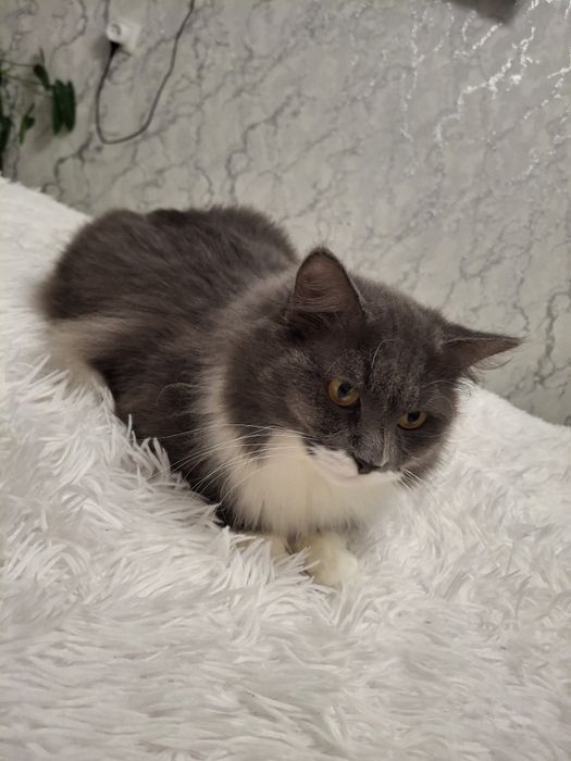 Отдам кота в добрые руки