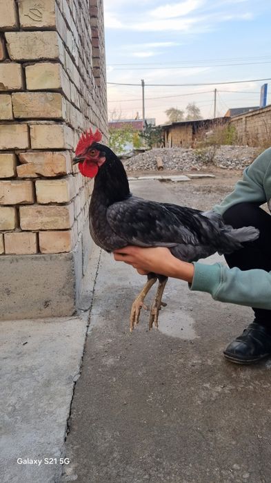 Jinsiy video qozgalish