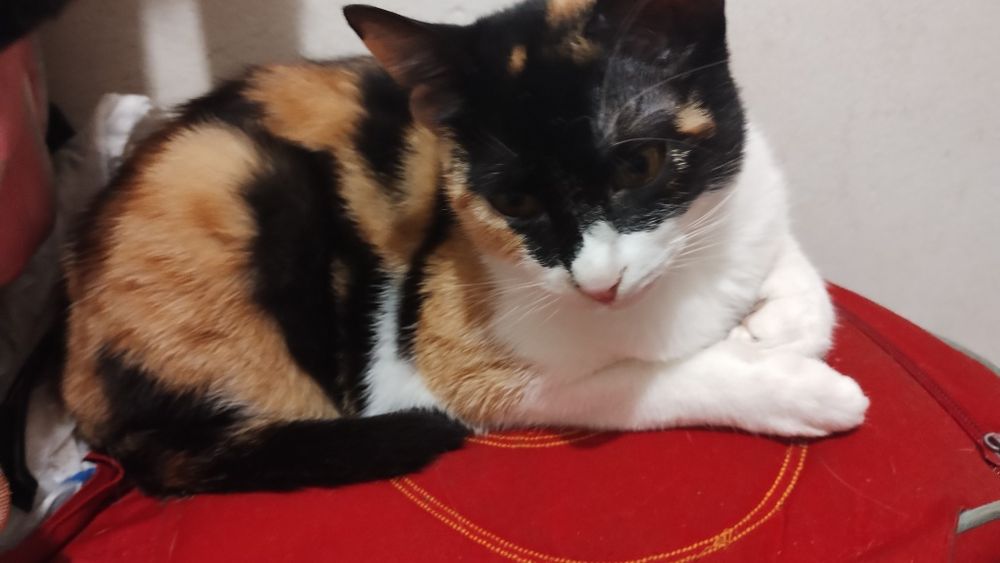 Подарявам спешно! Котета на по 1 година