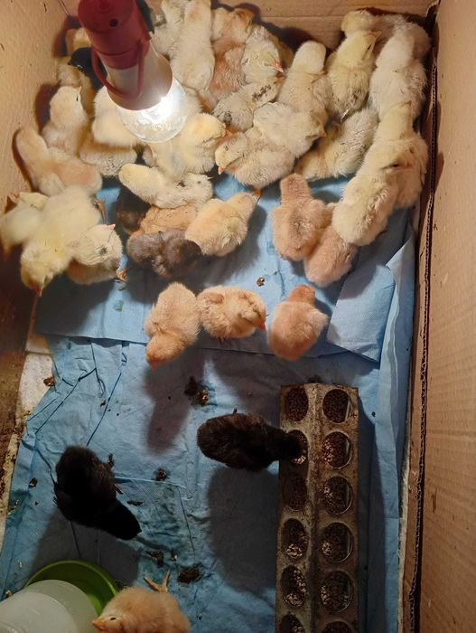 Pui de gaina rasa mixta