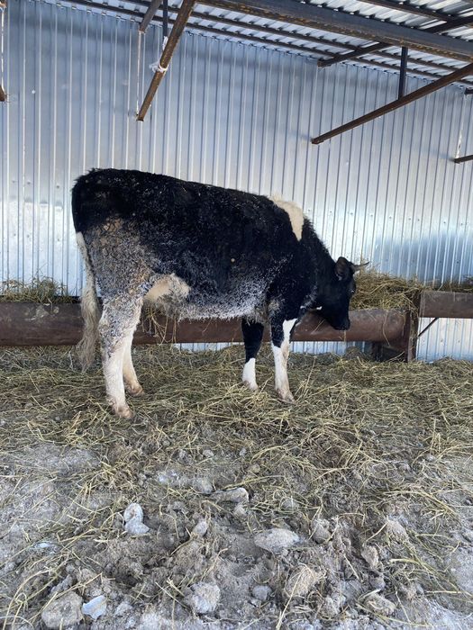 Россия дан Кора Ола 4-5-6 ойлик бугоз Гуножинлар 2 ёшарликлар