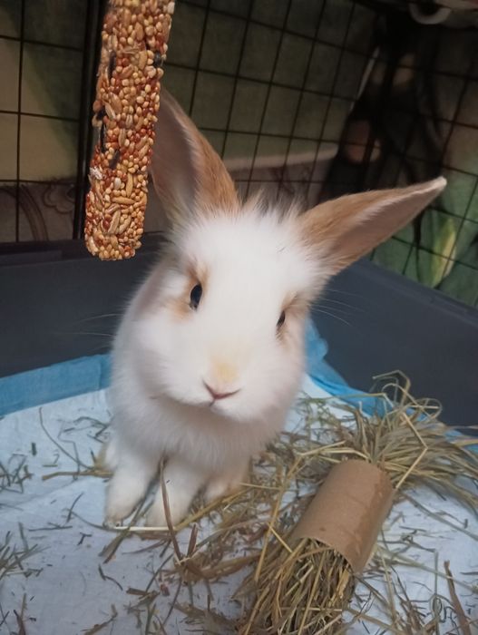 Декоративный кролик