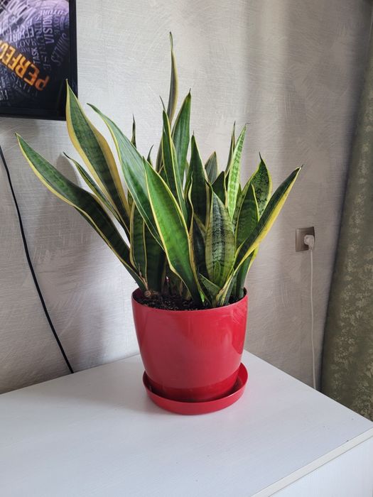 Комнатный цветок