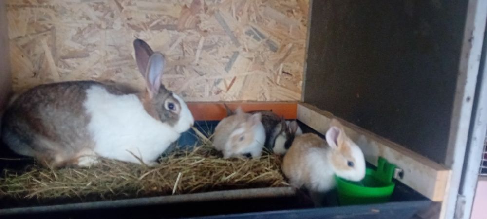 Iepurițe hicole cu pui de vânzare