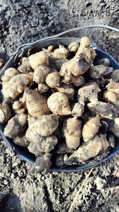 Корнеклубни Топинамбура.