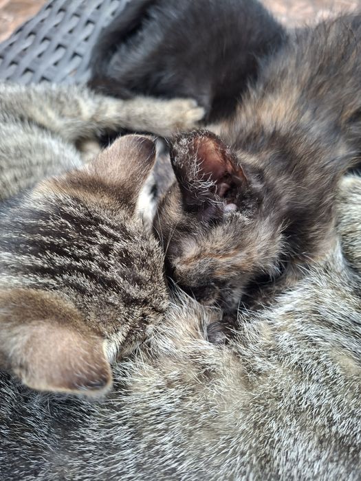 Dau spre adopție
