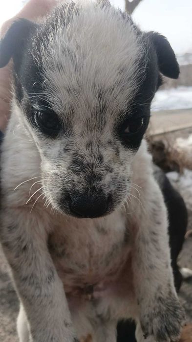 Ищем хозяина для щенят