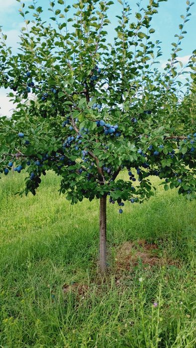 Prune de vânzare
