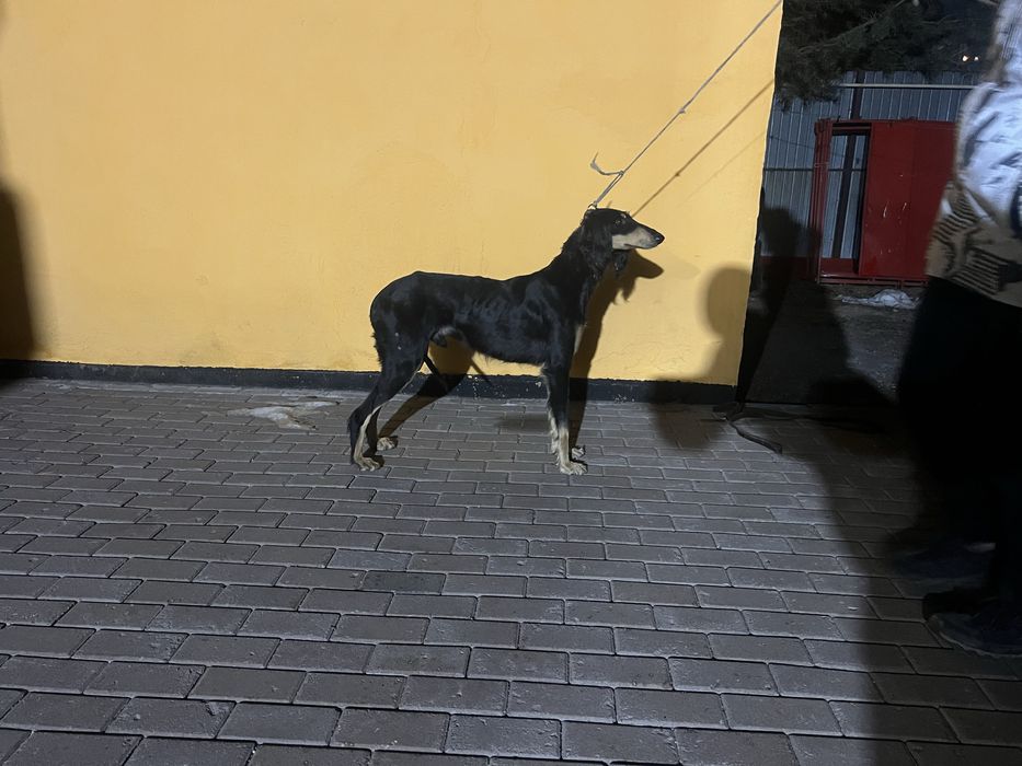 Пропала собака тазы