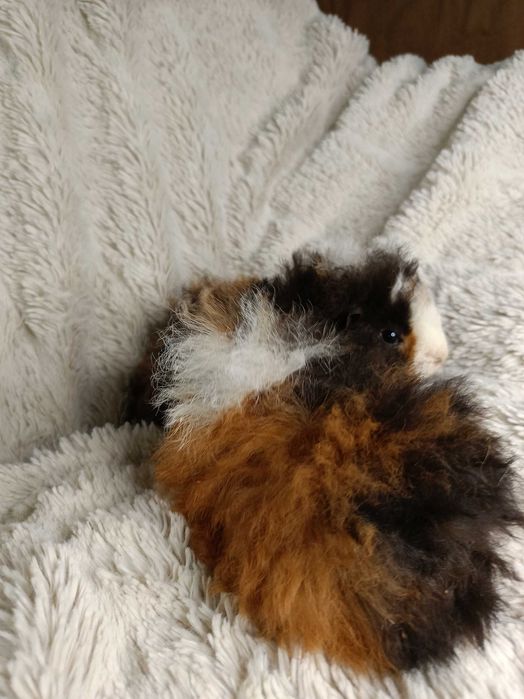 Морски свинчета альпако и зайчета