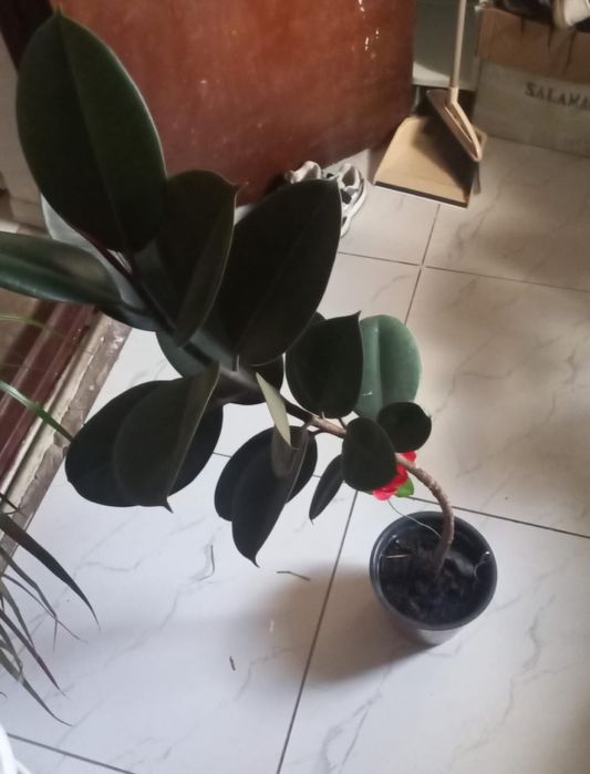 Гұлдер жибек жолы