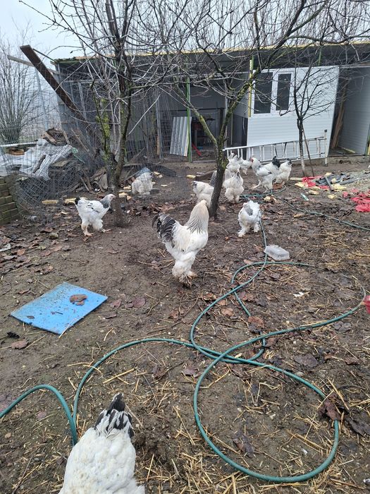 Vând ouă găini brahma australop motate incaltate si găini  pitici 10le