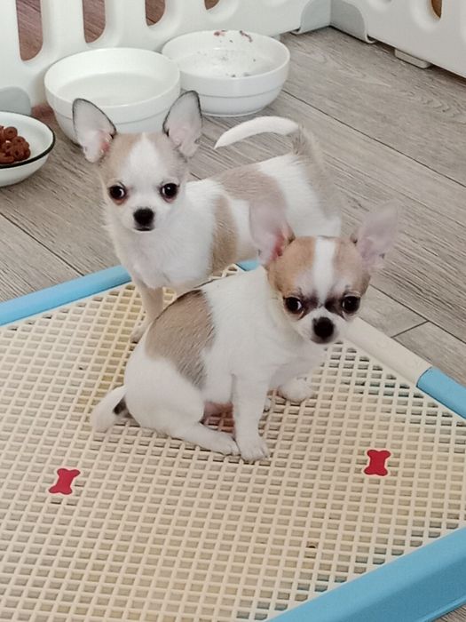 Щенок Чихуахуа -девочка.