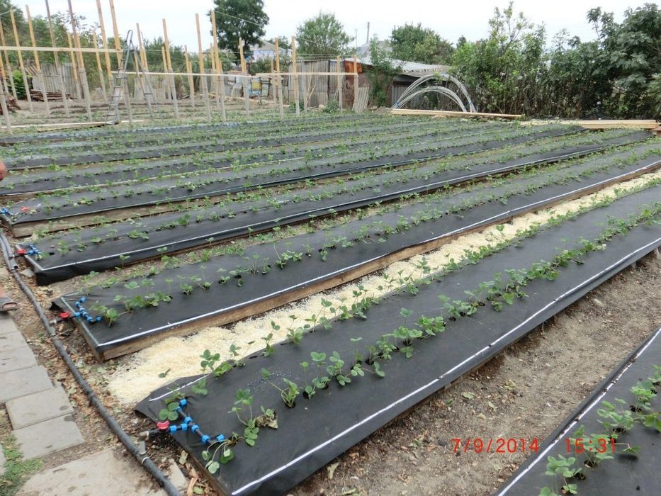 Саженцы Клубники