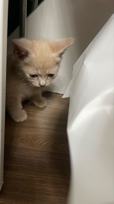 Котята Скоттиш фолд и страйт