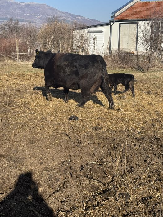 Крави  абардин абардин ангус