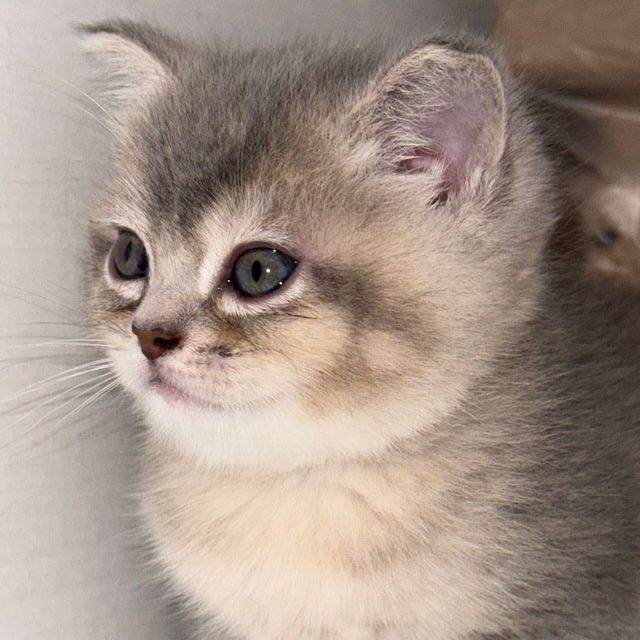 мушу сотилади 4 ойлик киз бола