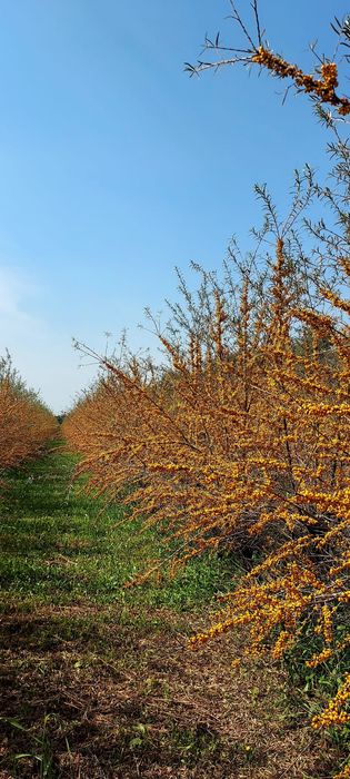 Vand Livada Cătina Arad
