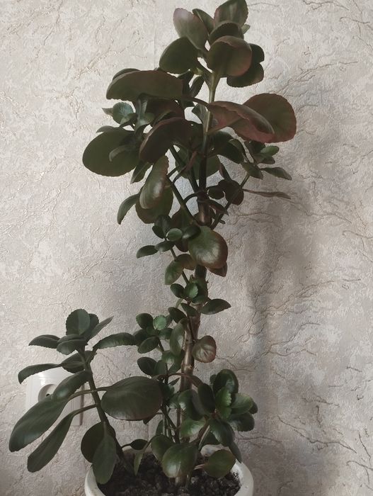 Цветы комнатные.