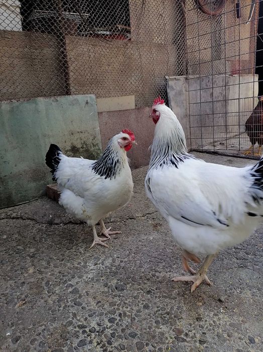 Ouă pentru incubat din rasa Sussex HD