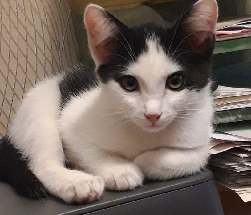 Отдам в добрые руки