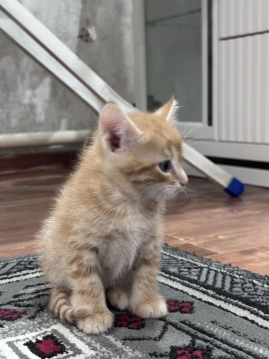 Котята 1,5 мес в добрые руки