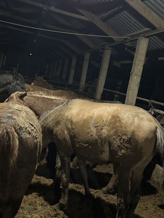 Қымыз шұбат ет сүт өнімдері