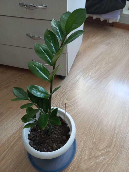 Продам комнатный цветок.