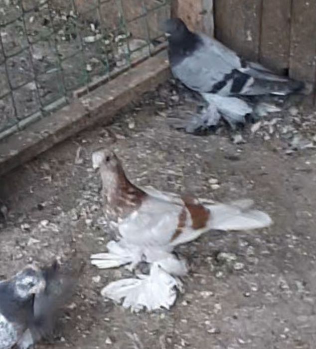 На  продажу   голуби