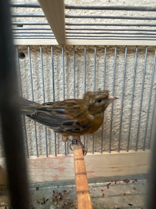 Canari slavujar si de culoare
