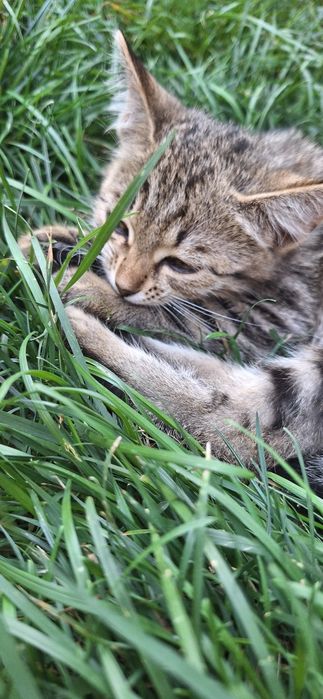 Кошка с котятами