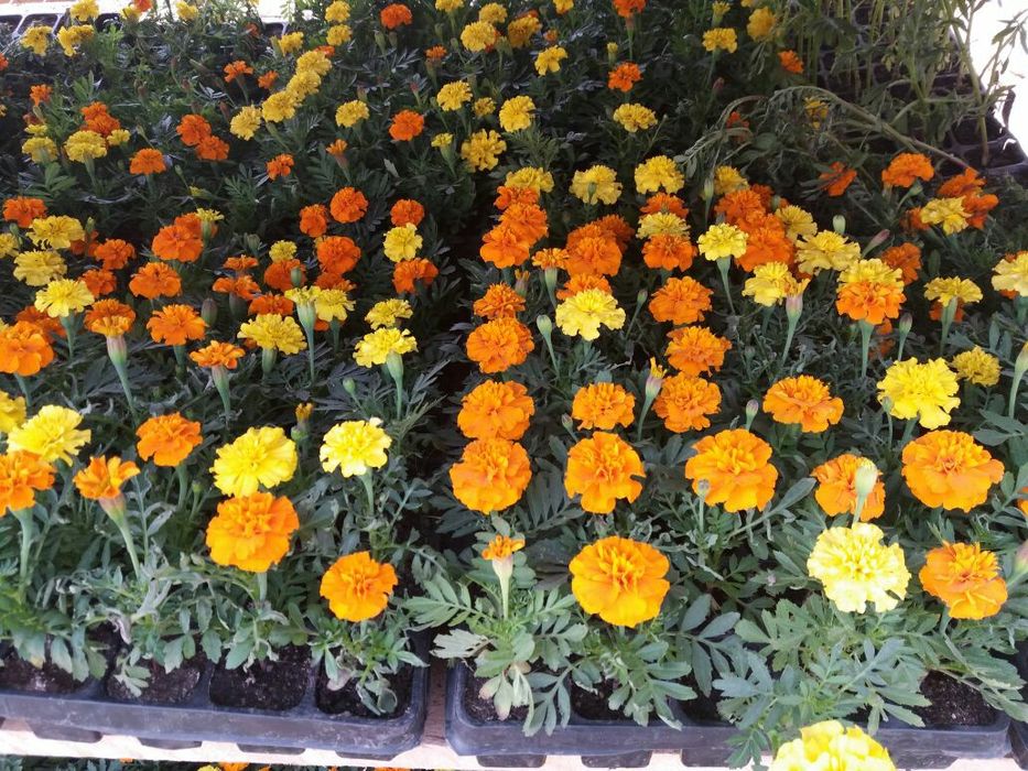 Примула Tagetes Orange