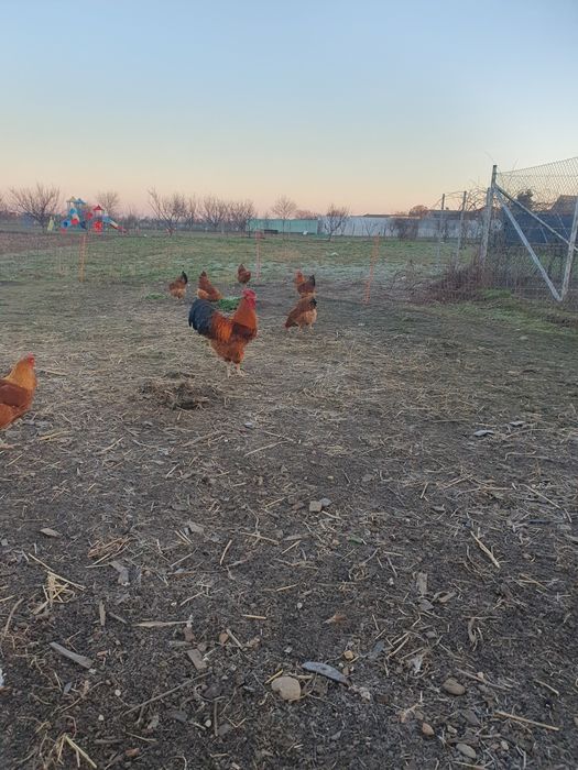 Găini Rasa New Hamphsire Mare