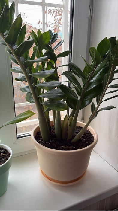 Долларовое дерево- замиакулькас