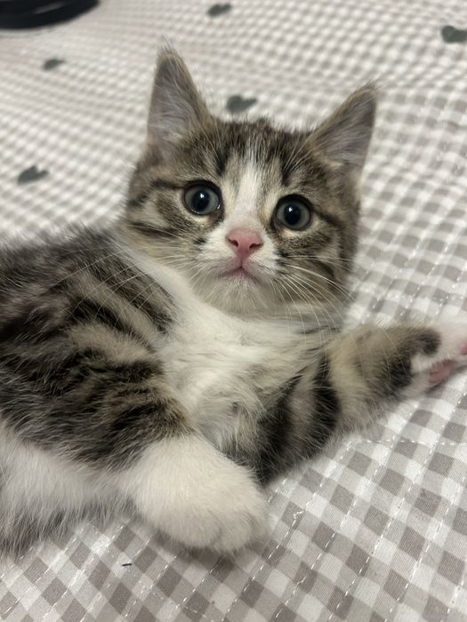 котенок в добрые руки