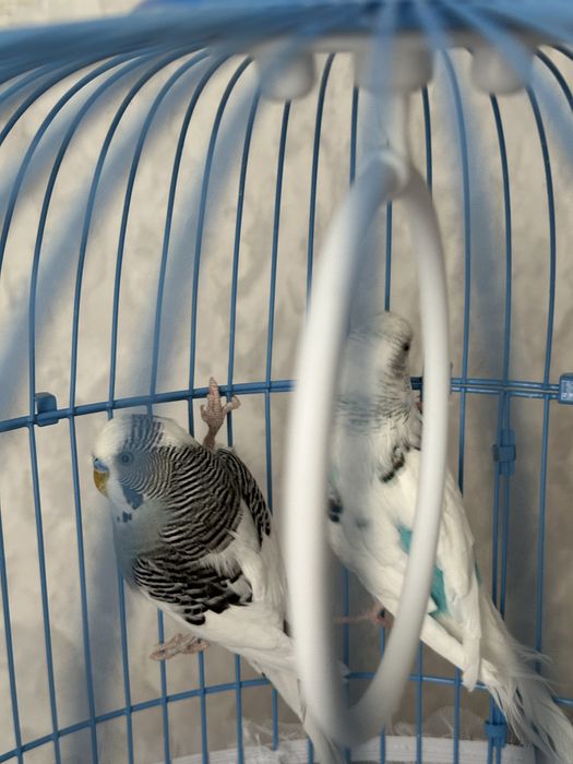 Продаем. Попугая