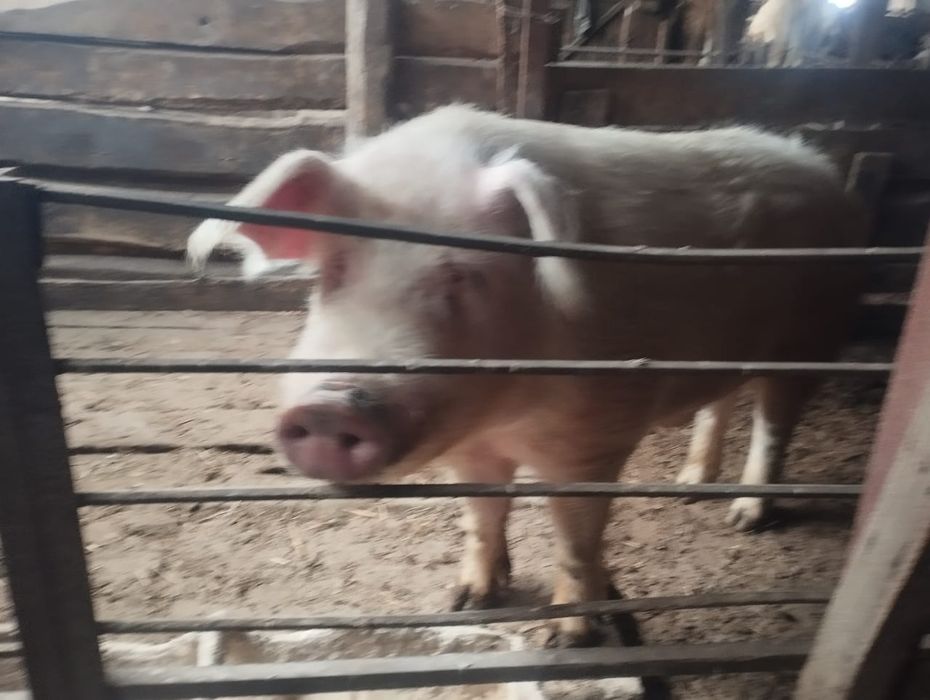 Продам хряка/кабана