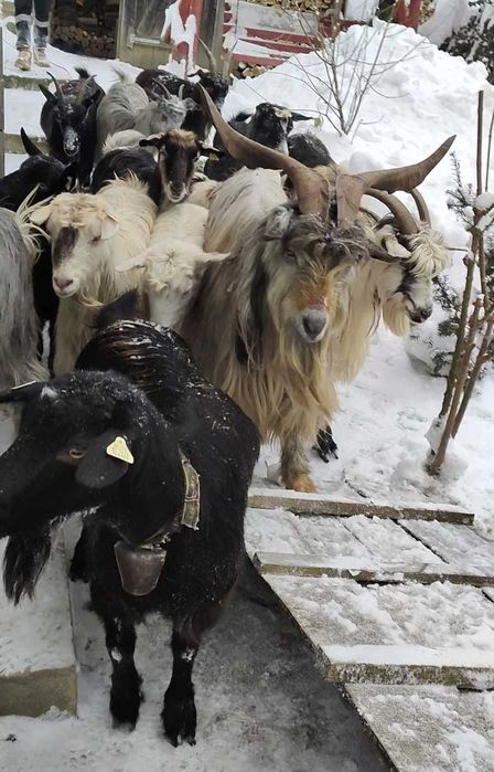 Vând țap carpatin vârstă 4 ani