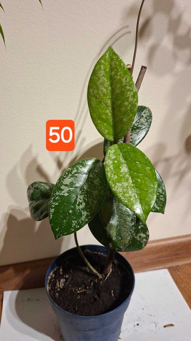 zamioculcas zz inflorita, monstera adansonii, lacrima maicii domnului