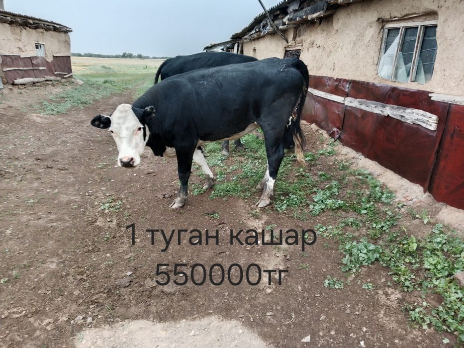Кашарлар сиыр бызауымен бирге