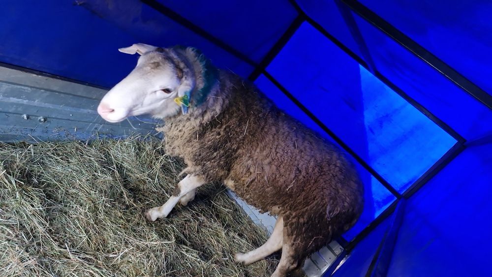 Vând berbec de Rasa