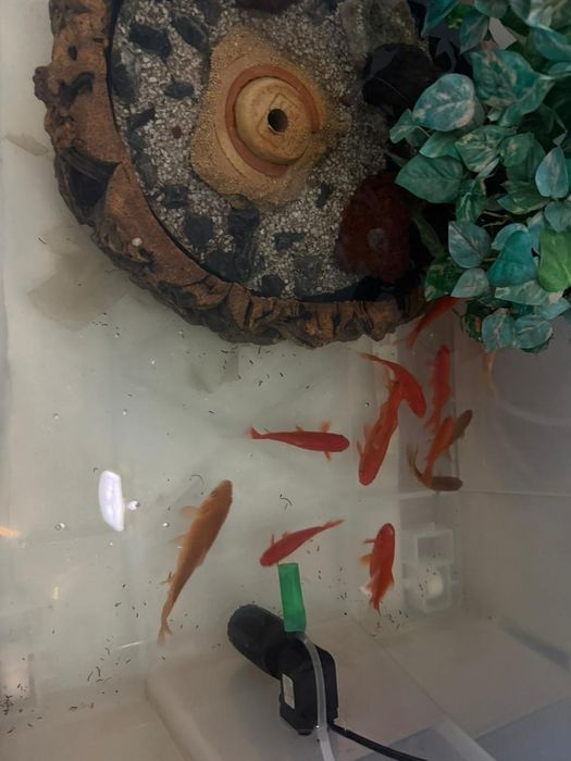 Продам золотую рыбу