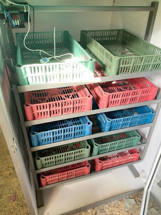 Инкубатор для перепелиных яиц (профессиональный)