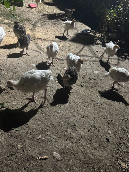 Pui de curca  albi și negri