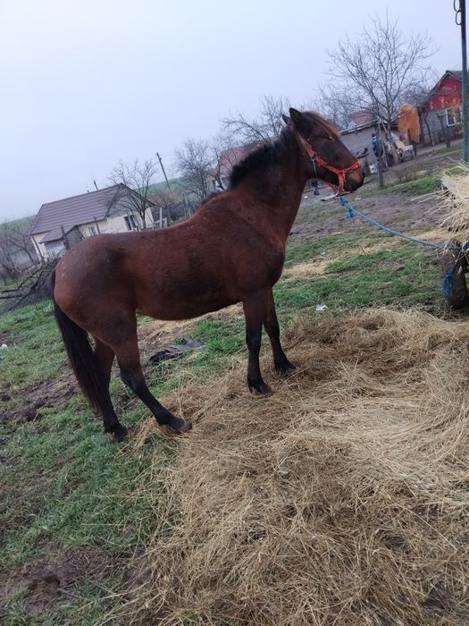Iapa de vanzare se probeaza