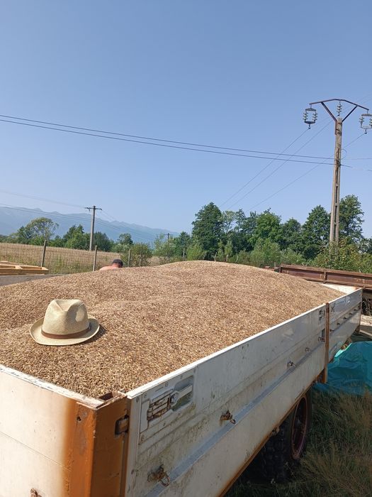 De vanzare cartofi sămânță și ovăz