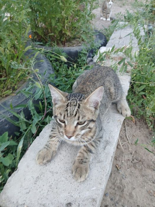 Отдам двух котят (коты)