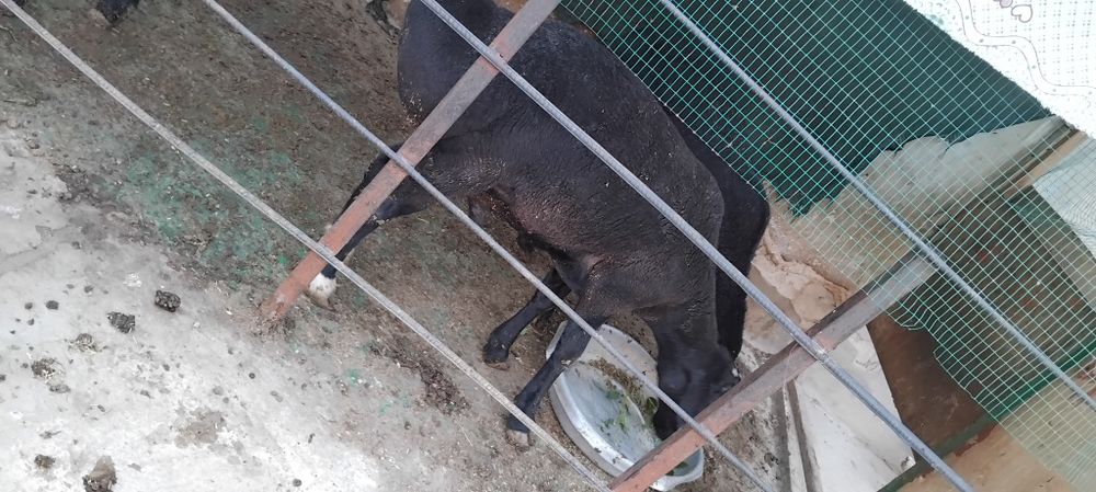 3 ta quchqorlar sotiladi