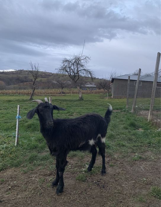 Vând un țap saanen și 2 capre