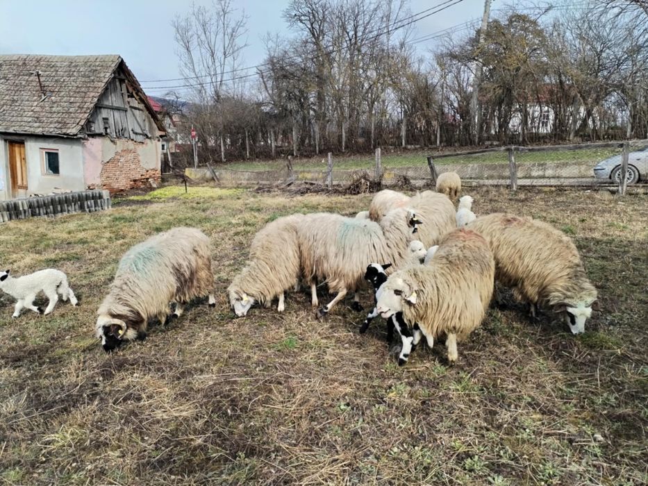 Vând 10 oi cu miei